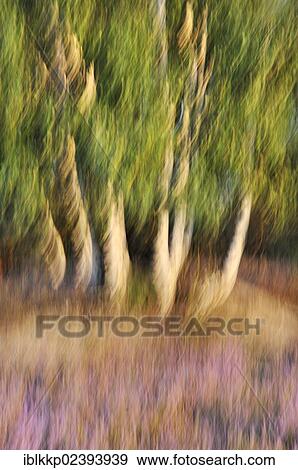 "Late summer in the Lower Lusatian Heath Nature Park, abstract image with motion blur, Brandenburg, Germany, Europe" View Large Photo Image Stock Photo - "Late summer in the Lower Lusatian Heath Nature Park, abstract image with motion blur, Brandenburg, Germany, Europe". Fotosearch