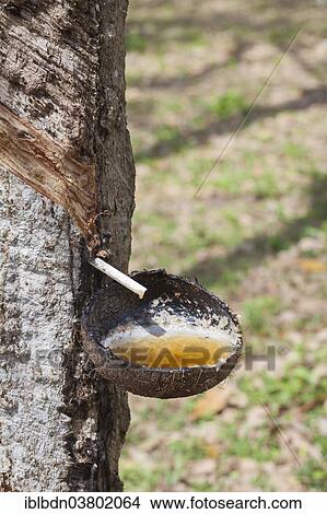 Picture - "Latex sap dripping out of a cut tree in a rubber plantation, Thailand, Asia". Fotosearch