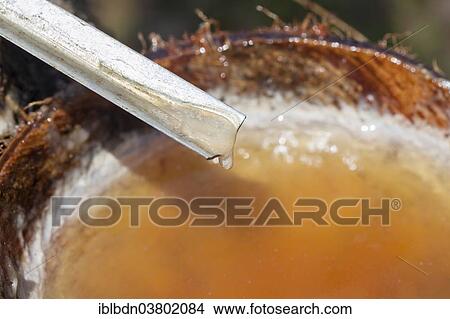 Picture - "Latex sap dripping out of a cut tree in a rubber plantation, Thailand, Asia". Fotosearch