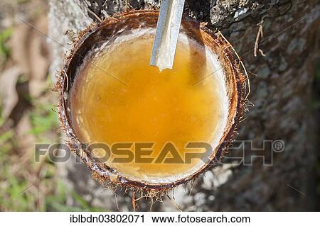 "Latex sap dripping out of a cut tree in a rubber plantation, Thailand, Asia" View Large Photo Image Stock Image - "Latex sap dripping out of a cut tree in a rubber plantation, Thailand, Asia". Fotosearch