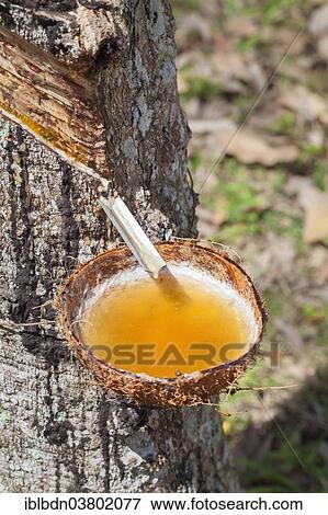 "Latex sap dripping out of a cut tree in a rubber plantation, Thailand, Asia" View Large Photo Image Stock Photo - "Latex sap dripping out of a cut tree in a rubber plantation, Thailand, Asia". Fotosearch