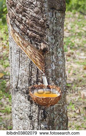 "Latex sap dripping out of a cut tree in a rubber plantation, Thailand, Asia" View Large Photo Image Stock Photo - "Latex sap dripping out of a cut tree in a rubber plantation, Thailand, Asia". Fotosearch