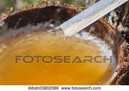 Stock Photograph - "Latex sap dripping out of a cut tree in a rubber plantation, Thailand, Asia". Fotosearch