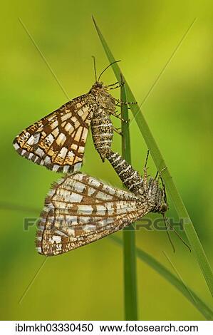 "Latticed Heath (Chiasmia clathrata, Semiothisa clathrata), copula, Bad Hersfeld, Hesse, Germany, Europe" View Large Photo Image Stock Image - "Latticed Heath (Chiasmia clathrata, Semiothisa clathrata), copula, Bad Hersfeld, Hesse, Germany, Europe". Fotosearch