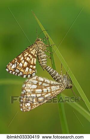 "Latticed Heath (Chiasmia clathrata, Semiothisa clathrata), copula, Bad Hersfeld, Bad Hersfeld, Hesse, Germany, Europe" View Large Photo Image Stock Photo - "Latticed Heath (Chiasmia clathrata, Semiothisa clathrata), copula, Bad Hersfeld, Bad Hersfeld, Hesse, Germany, Europe". Fotosearch