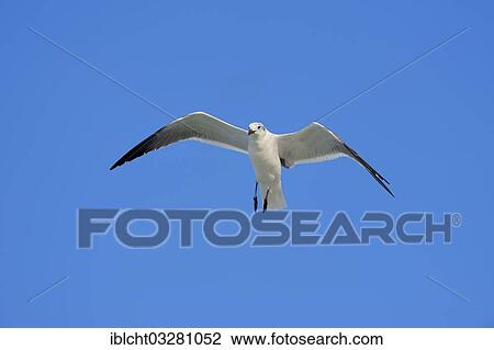 "Laughing Gull (Larus atricilla) in winter plumage, Sanibel Island, Florida, United States, North America" View Large Photo Image Stock Image - "Laughing Gull (Larus atricilla) in winter plumage, Sanibel Island, Florida, United States, North America". Fotosearch
