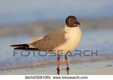 "Laughing Gull (Larus atricilla) on the beach, Florida, United States, North America" View Large Photo Image Stock Photography - "Laughing Gull (Larus atricilla) on the beach, Florida, United States, North America". Fotosearch