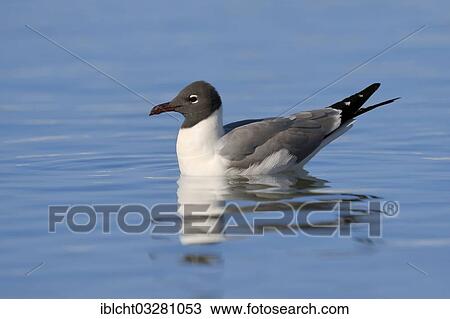 Stock Image - "Laughing Gull (Larus atricilla), swimming, Florida, United States, North America". Fotosearch