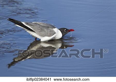 "Laughing Gull (Larus atricilla), adult, breeding plumage, drinking, South Padre Island, Texas, United States, North America" View Large Photo Image Stock Image - "Laughing Gull (Larus atricilla), adult, breeding plumage, drinking, South Padre Island, Texas, United States, North America". Fotosearch