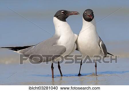 "Laughing Gulls (Larus atricilla), couple on the beach, Florida, United States, North America" View Large Photo Image Stock Image - "Laughing Gulls (Larus atricilla), couple on the beach, Florida, United States, North America". Fotosearch