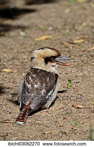 "Laughing Jack or Laughing Kookaburra (Dacelo gigas, Dacelo novaeguineae), occurrence in Australia, captive, Germany, Europe" View Large Photo Image Stock Image - "Laughing Jack or Laughing Kookaburra (Dacelo gigas, Dacelo novaeguineae), occurrence in Australia, captive, Germany, Europe". Fotosearch