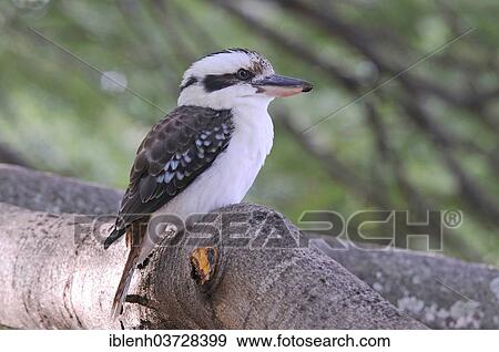 "Laughing Kookaburra (Dacelo novaeguineae), Brisbane City Botanic Gardens, Brisbane, Queensland, Australia, Oceania" View Large Photo Image Stock Photo - "Laughing Kookaburra (Dacelo novaeguineae), Brisbane City Botanic Gardens, Brisbane, Queensland, Australia, Oceania". Fotosearch