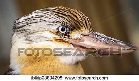 "Laughing Kookaburra (Dacelo novaeguineae), portrait, Western Australia, Australia, Oceania" View Large Photo Image Stock Photography - "Laughing Kookaburra (Dacelo novaeguineae), portrait, Western Australia, Australia, Oceania". Fotosearch