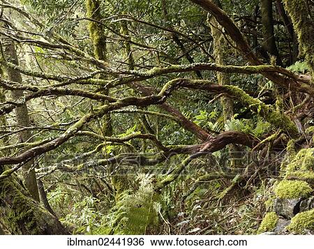 "Laurel forest, Garajonay National Park, Hermigua, La Gomera, Canary Islands, Spain, Europe" View Large Photo Image Stock Photograph - "Laurel forest, Garajonay National Park, Hermigua, La Gomera, Canary Islands, Spain, Europe". Fotosearch