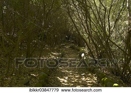 "Laurel forest in the Parque Cultural La Zarza, La Palma, Canary Islands, Spain, Europe" View Large Photo Image Stock Photo - "Laurel forest in the Parque Cultural La Zarza, La Palma, Canary Islands, Spain, Europe". Fotosearch