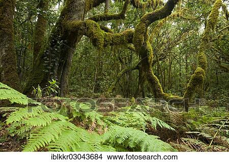 Picture - "Laurel forest, Nationalpark de Garajonay, La Gomera, Canary Islands, Spain, Europe". Fotosearch