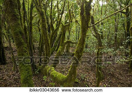 Stock Photograph - "Laurel forest, Nationalpark de Garajonay, La Gomera, Canary Islands, Spain, Europe". Fotosearch