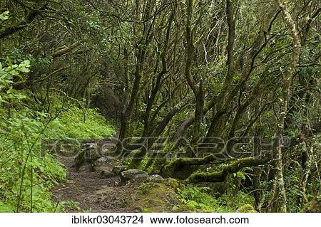 "Laurel forest, Nationalpark Garajonay, La Gomera, Canary Islands, Spain, Europe" View Large Photo Image Picture - "Laurel forest, Nationalpark Garajonay, La Gomera, Canary Islands, Spain, Europe". Fotosearch