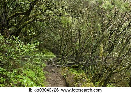 Stock Photograph - "Laurel forest, Nationalpark Garajonay, La Gomera, Canary Islands, Spain, Europe". Fotosearch