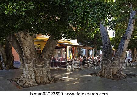 Stock Image - "Laurel trees and a bar, Plaza de la Constitucion, San Sebastian de la Gomera, Tenerife, Canary Islands, Spain, Europe". Fotosearch