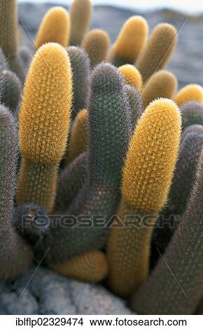 "Lava Cactus (Brachycereus nesioticus), Isabela Island, Galapagos, Ecuador, South America" View Large Photo Image Picture - "Lava Cactus (Brachycereus nesioticus), Isabela Island, Galapagos, Ecuador, South America". Fotosearch