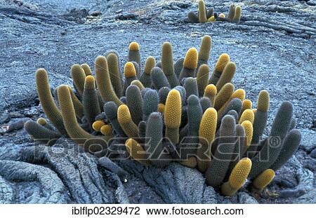 "Lava Cactus (Brachycereus nesioticus), Isabela Island, Galapagos, Ecuador, South America" View Large Photo Image Stock Image - "Lava Cactus (Brachycereus nesioticus), Isabela Island, Galapagos, Ecuador, South America". Fotosearch