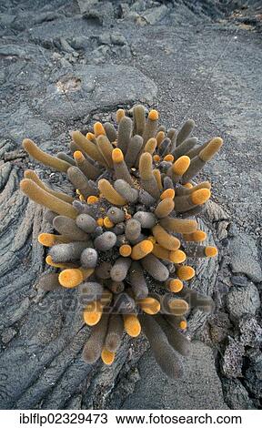 Stock Image - "Lava Cactus (Brachycereus nesioticus), Isabela Island, Galapagos, Ecuador, South America". Fotosearch