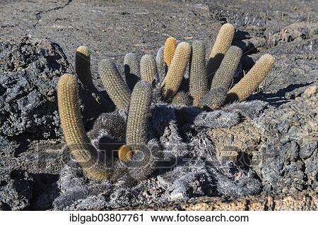 "Lava Cactuses (Brachycereus nesioticus), Isabela Island, Galapagos Islands, Ecuador, South America" View Large Photo Image Stock Image - "Lava Cactuses (Brachycereus nesioticus), Isabela Island, Galapagos Islands, Ecuador, South America". Fotosearch