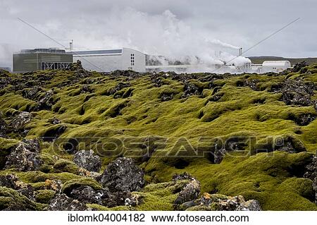 "Lava covered with Elongate Rock Moss (Racomitrium elongatum) at the Svartsengi geothermal power station, near Grindavik, Reykjanesskagi, Southern Peninsula or Reykjanes, Iceland, Europe" View Large Photo Image Stock Image - "Lava covered with Elongate Rock Moss (Racomitrium elongatum) at the Svartsengi geothermal power station, near Grindavik, Reykjanesskagi, Southern Peninsula or Reykjanes, Iceland, Europe". Fotosearch