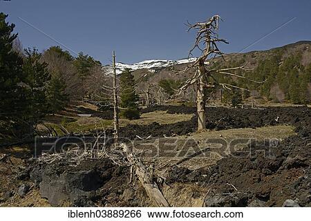 "Lava field at Mount Etna, Parco dell'Etna, Sicily, Italy, Europe" View Large Photo Image Stock Photograph - "Lava field at Mount Etna, Parco dell'Etna, Sicily, Italy, Europe". Fotosearch