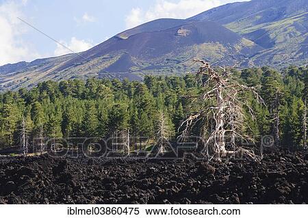 "Lava field on the foothills of Mount Etna, Catania, Sicily, Italy, Europe" View Large Photo Image Stock Photography - "Lava field on the foothills of Mount Etna, Catania, Sicily, Italy, Europe". Fotosearch