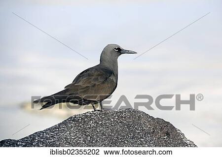 "Lava Gull (Leucophaeus fuliginosus), Santa Cruz Island, Galapagos Islands, UNESCO World Natural Heritage Site, Ecuador, South America" View Large Photo Image Stock Image - "Lava Gull (Leucophaeus fuliginosus), Santa Cruz Island, Galapagos Islands, UNESCO World Natural Heritage Site, Ecuador, South America". Fotosearch