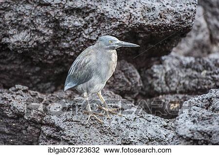"Lava Heron (Butorides sundevalli), South Plaza Island, Galapagos Islands, Ecuador, South America" View Large Photo Image Stock Image - "Lava Heron (Butorides sundevalli), South Plaza Island, Galapagos Islands, Ecuador, South America". Fotosearch