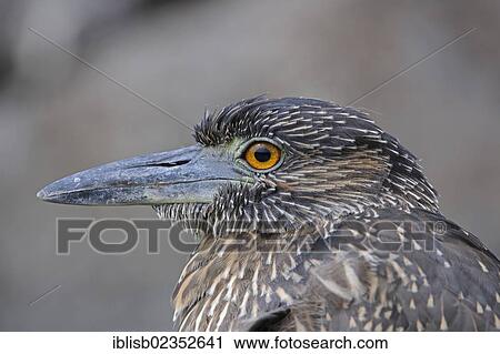 "Lava Heron (Butorides sundevalli), Genovesa Island, Galapagos Islands, UNESCO World Natural Heritage Site, Ecuador, South America" View Large Photo Image Stock Image - "Lava Heron (Butorides sundevalli), Genovesa Island, Galapagos Islands, UNESCO World Natural Heritage Site, Ecuador, South America". Fotosearch