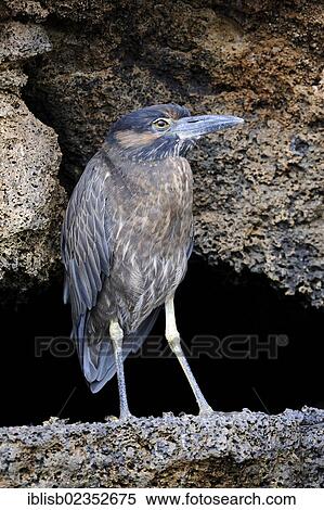 Stock Photography - "Lava Heron (Butorides sundevalli), Genovesa Island, Galapagos Islands, UNESCO World Natural Heritage Site, Ecuador, South America". Fotosearch
