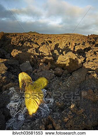 "Lava rocks in the evening light, Hawaiʻi-Volcanoes-Nationalpark, USA, Hawaii, United States, North America" View Large Photo Image Stock Image - "Lava rocks in the evening light, Hawaiʻi-Volcanoes-Nationalpark, USA, Hawaii, United States, North America". Fotosearch