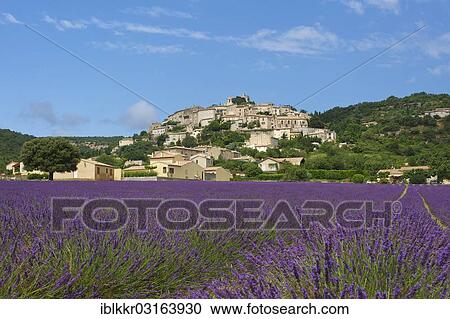 "Lavender field and village, Simiane la Rotonde, Provence, Region Provence-Alpes-Cote d? ÇÖAzur, France, Europe" View Large Photo Image Stock Image - "Lavender field and village, Simiane la Rotonde, Provence, Region Provence-Alpes-Cote d? ÇÖAzur, France, Europe". Fotosearch