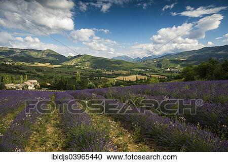 Stock Image - "Lavender field, Buis-les-Baronnies, Drome, Rhone-Alpes, Provence, France, Europe". Fotosearch