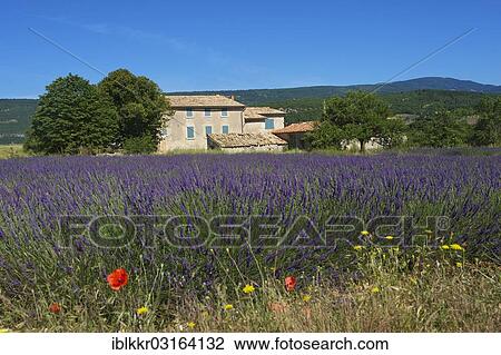 "Lavender field in front of old houses, Sault, Provence, Region Provence-Alpes-Cote d? ÇÖAzur, France, Europe" View Large Photo Image Stock Image - "Lavender field in front of old houses, Sault, Provence, Region Provence-Alpes-Cote d? ÇÖAzur, France, Europe". Fotosearch