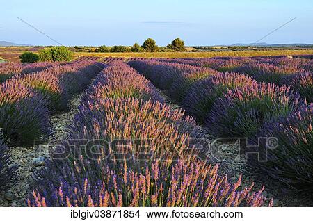 "Lavender field (Lavandula angustifolia), Valensole, Departement Alpes-de-Haute-Provence, Provence-Alpes-Cote d'Â’Azur, France, Europe" View Large Photo Image Picture - "Lavender field (Lavandula angustifolia), Valensole, Departement Alpes-de-Haute-Provence, Provence-Alpes-Cote d'Â’Azur, France, Europe". Fotosearch