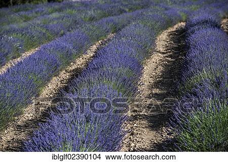 "Lavender field (Lavandula angustifolia), Provence, Provence-Alpes-Cote, France, Europe" View Large Photo Image Picture - "Lavender field (Lavandula angustifolia), Provence, Provence-Alpes-Cote, France, Europe". Fotosearch