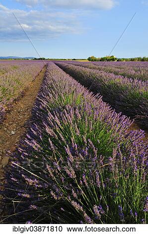 "Lavender field (Lavandula angustifolia), Valensole, Departement Alpes-de-Haute-Provence, Provence-Alpes-Cote d'Â’Azur, France, Europe" View Large Photo Image Stock Image - "Lavender field (Lavandula angustifolia), Valensole, Departement Alpes-de-Haute-Provence, Provence-Alpes-Cote d'Â’Azur, France, Europe". Fotosearch