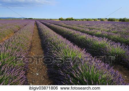 "Lavender field (Lavandula angustifolia), Valensole, Departement Alpes-de-Haute-Provence, Provence-Alpes-Cote d'Â’Azur, France, Europe" View Large Photo Image Stock Photograph - "Lavender field (Lavandula angustifolia), Valensole, Departement Alpes-de-Haute-Provence, Provence-Alpes-Cote d'Â’Azur, France, Europe". Fotosearch