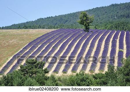 "Lavender field, near Sault, France, Europe" View Large Photo Image Stock Image - "Lavender field, near Sault, France, Europe". Fotosearch