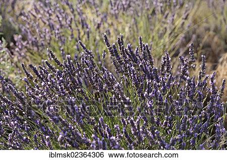 "Lavender field on the Valensole plateau, Riez, Provence region, Departement Alpes-de-Haute-Provence, France, Europe" View Large Photo Image Stock Photograph - "Lavender field on the Valensole plateau, Riez, Provence region, Departement Alpes-de-Haute-Provence, France, Europe". Fotosearch