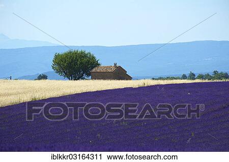 "Lavender field, Plateau de Valensole, Valensole, Provence, Region Provence-Alpes-Cote d? ÇÖAzur, France, Europe" View Large Photo Image Stock Image - "Lavender field, Plateau de Valensole, Valensole, Provence, Region Provence-Alpes-Cote d? ÇÖAzur, France, Europe". Fotosearch