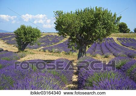 Stock Image - "Lavender field, Plateau de Valensole, Valensole, Provence, Region Provence-Alpes-Cote d? ÇÖAzur, France, Europe". Fotosearch