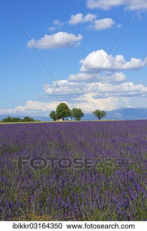 Stock Image - "Lavender field, Plateau de Valensole, Valensole, Provence, Region Provence-Alpes-Cote d? ÇÖAzur, France, Europe". Fotosearch