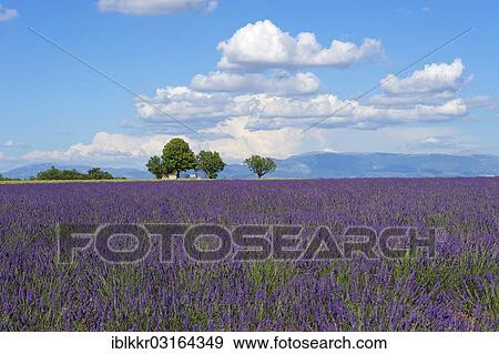 "Lavender field, Plateau de Valensole, Valensole, Provence, Region Provence-Alpes-Cote d? ÇÖAzur, France, Europe" View Large Photo Image Stock Photo - "Lavender field, Plateau de Valensole, Valensole, Provence, Region Provence-Alpes-Cote d? ÇÖAzur, France, Europe". Fotosearch