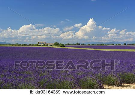 Stock Photo - "Lavender field, Plateau de Valensole, Valensole, Provence, Region Provence-Alpes-Cote d? ÇÖAzur, France, Europe". Fotosearch